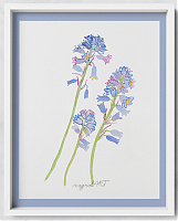 Spanish bluebell or wood hyacinth /Hyacinthoides hispanica/  1. - 