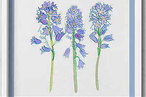 Spanish bluebell or wood hyacinth /Hyacinthoides hispanica/ 2. - 