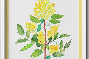 Oregon grape or holly-leaved berberry /Mahonia aquifolium/  1. - 