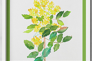 Oregon grape or holly-leaved berberry /Mahonia aquifolium/ 2. - 