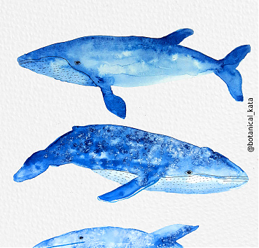 Whales - 