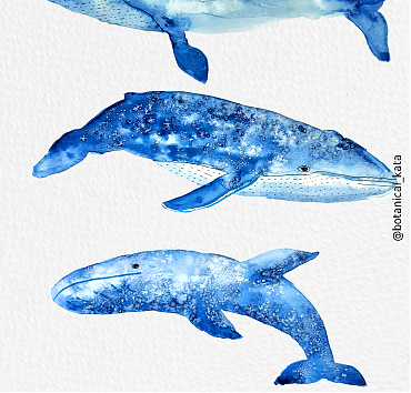 Whales - 