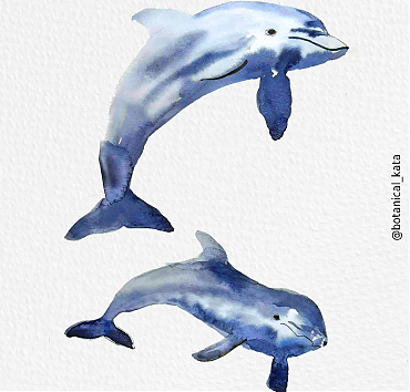 Dolphins - 