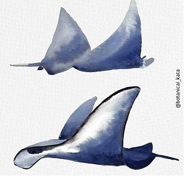 Manta rays - 