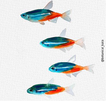 Neon tetra fishes - 