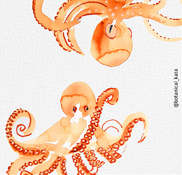 Octopus - 
