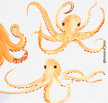Octopus - 