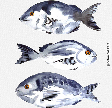 Seabream Fish collection - 