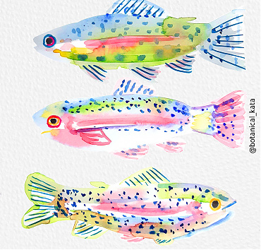 Rainbow trout - 