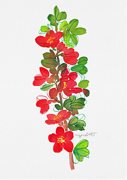 Japanese quince or Maule's quince /Chaenomeles japonica/ - watercolor and inkbotanical artwork
