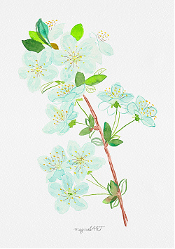 Wild cherry /Prunus avium/ - watercolor and inkbotanical artwork