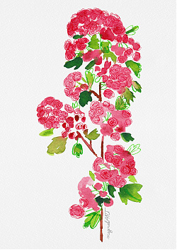 Crataegus laevigata 'Paul's Scarlet' 2 /Woodland hawthorn/ - watercolor and inkbotanical artwork