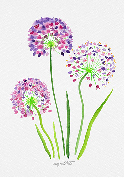 Giant onion  /Allium giganteum/ - watercolor and inkbotanical artwork