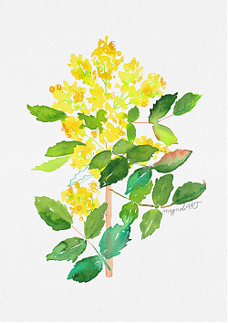 Oregon grape or holly-leaved berberry 2. /Mahonia aquifolium/ - watercolor and inkbotanical artwork
