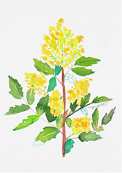 Oregon grape or holly-leaved berberry 1. /Mahonia aquifolium/ - 