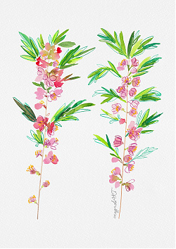 Dwarf Russian almond 2 /Prunus tenella/ - watercolor and inkbotanical artwork