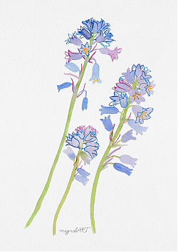 Spanish bluebell or wood hyacinth 1. /Hyacinthoides hispanica/ - watercolor and inkbotanical artwork