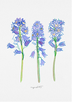 Spanish bluebell or wood hyacinth 2. /Hyacinthoides hispanica/ - watercolor and inkbotanical artwork