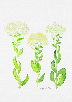 Hoary cress /Lepidium draba/ - watercolor and inkbotanical artwork