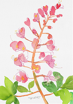 Red horse-chestnut /Aesculus × carnea/ - watercolor and inkbotanical artwork