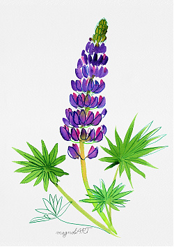 Lupine blue /Lupinus/ - watercolor and inkbotanical artwork