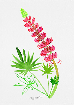 Lupine red /Lupinus/ - watercolor and inkbotanical artwork