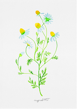 Chamomile /Matricaria chamomilla/ - watercolor and inkbotanical artwork