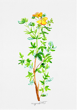 Cinquefoils /Potentilla/ - watercolor and inkbotanical artwork