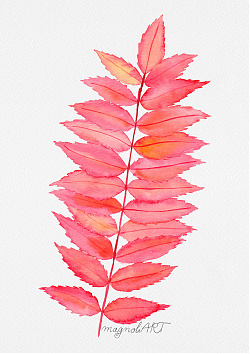 Staghorn sumac /Rhus typhina/ - watercolor and inkbotanical artwork