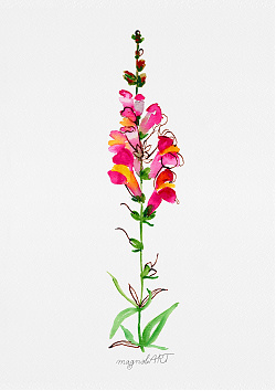 Snapdragon 1 /Antirrhinum majus/ - watercolor and inkbotanical artwork