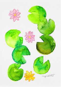Water lily /Nymphaea/ - watercolor and inkbotanical artwork