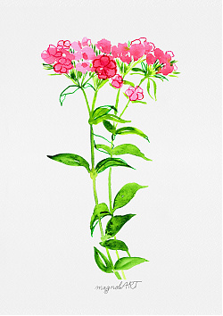 Sweet William 1 /Dianthus barbatus/ - watercolor and inkbotanical artwork