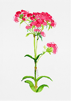 Sweet William 2 /Dianthus barbatus/ - watercolor and inkbotanical artwork