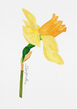 Daffodil (Narcissus pseudonarcissus) - watercolor botanical artwork