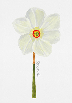 Daffodil (Narcissus poeticus) front view - watercolor botanical artwork