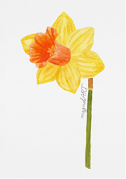 Orange trumpet daffodil (Narcissus 'Orange Progress') - botanical watercolor artwork