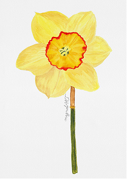 Delibes Daffodil (Narcissus Delibes) front view - botanical watercolor artwork