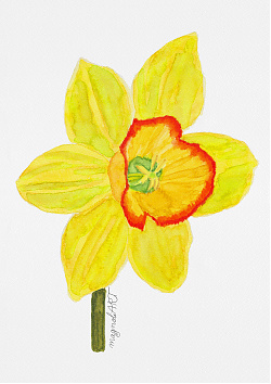 Delibes Daffodil (Narcissus Delibes) side view  - botanical watercolor artwork