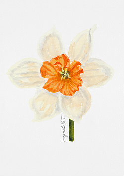 Large Cupped Daffodil (Narcissus 'Pink Pride')  - botanical watercolor artwork