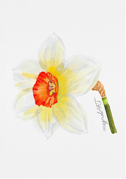 Large Cupped Daffodil 'Flower Record' (side view)  - botanical watercolor artwork
