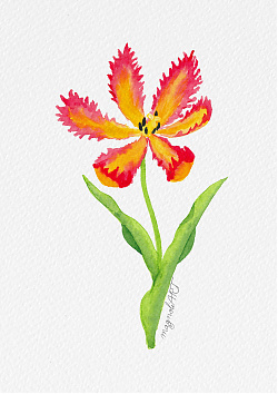 Tulip 2 -  watercolor botanical artwork