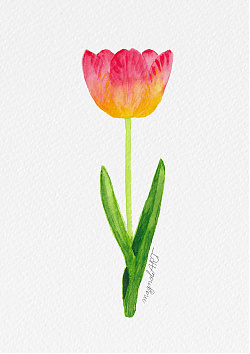 Tulip 3 -  watercolor botanical artwork