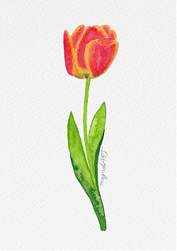 Tulip 4 -  watercolor botanical artwork