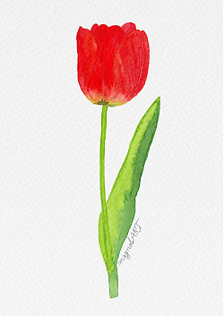 Tulip 5 -  watercolor botanical artwork