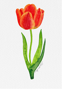 Tulip 6 -  watercolor botanical artwork