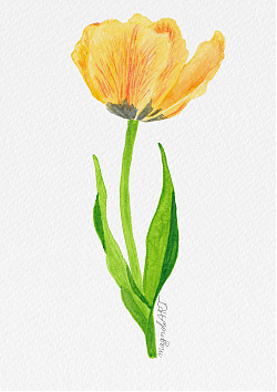 Tulip 8 -  watercolor botanical artwork