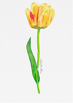 Tulip 9 -  watercolor botanical artwork